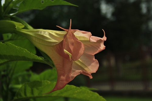 Datura ružová