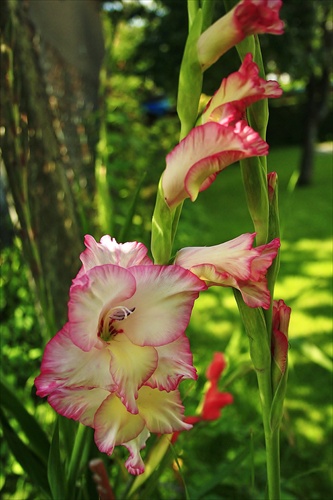 Gladiola