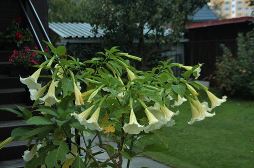 Datura