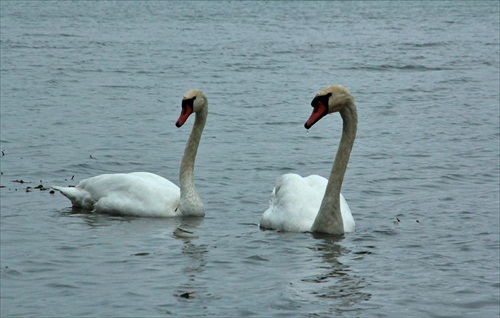 Duo labuťos...