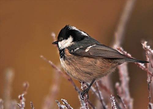 Správne spracovaná...