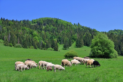 Eko-kosačky