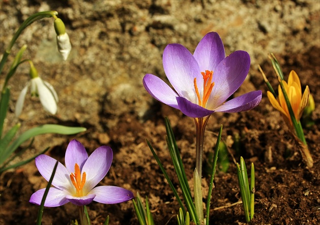 Jarné potešenie