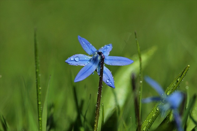 Pokropená scila