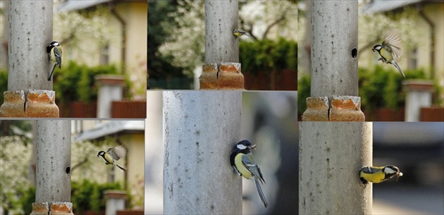 Vynaliezavosť sýkorky