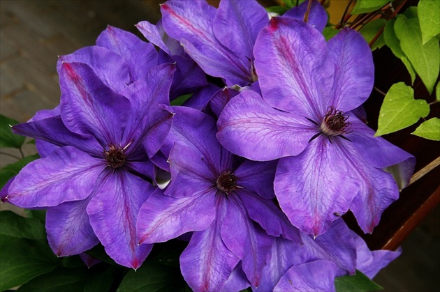 Clematis