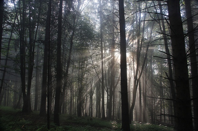 Poézia rannej prechádzky po lese...