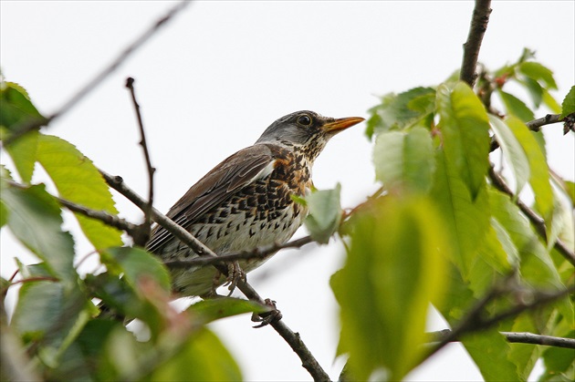 Drozd čvíkotavý-turdus pilaris