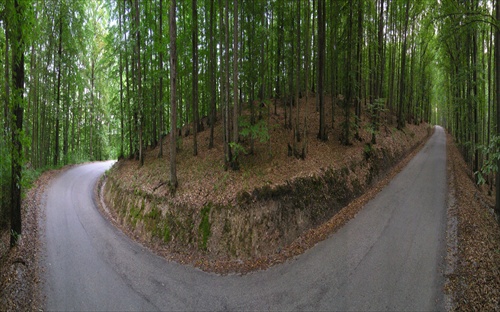 cesta z lesa