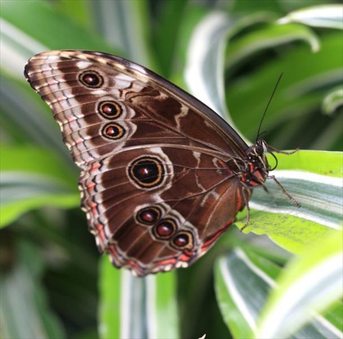 na ostrove Mainau