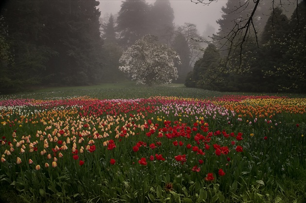 mlhave rano na ostrove kvetin -Mainau