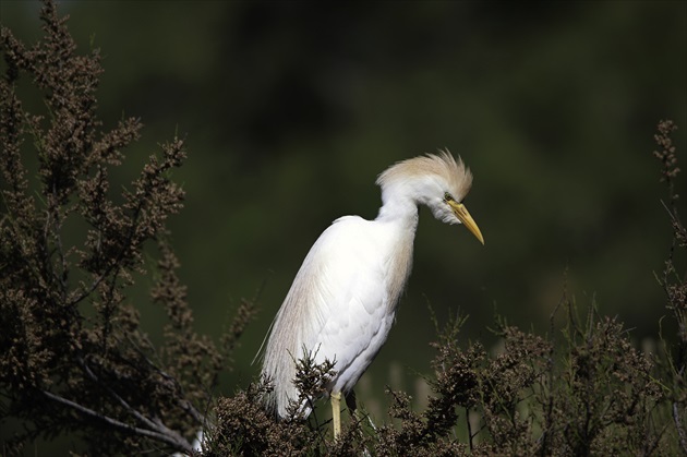 volavka rusovlasa - bubulkus ibis