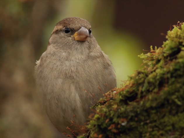 emigrant