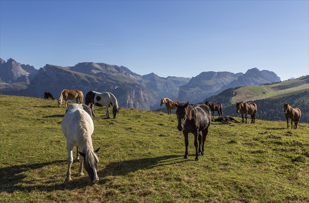 volne se pasouci kone ve vysce 2000m