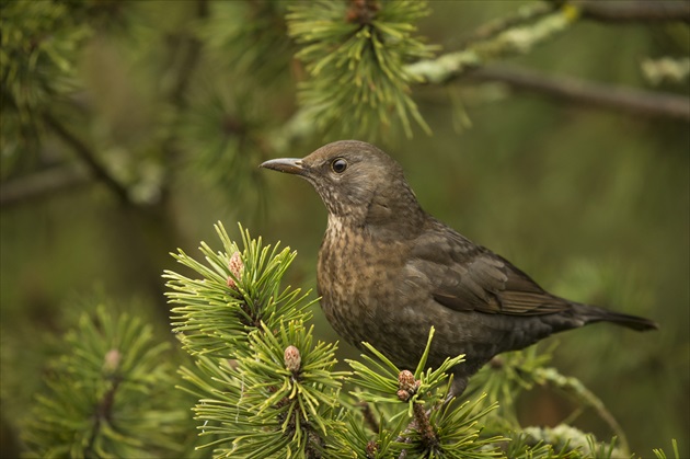 Drozd(Turdus, Drossel)