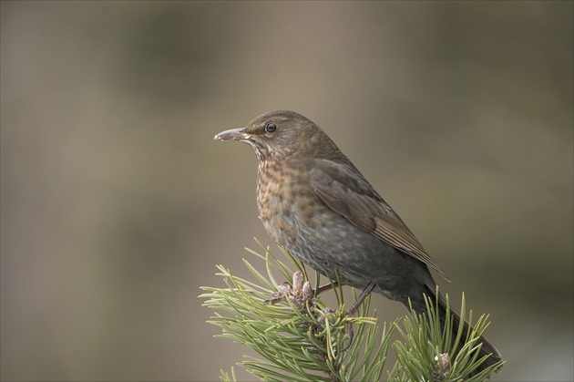 Drozd(Turdus, Drossel)