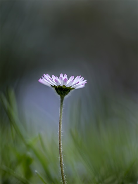 Bellis perennis-sedmikraska obecna (chudobka)