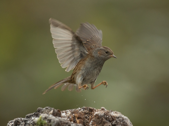 pevuska,prunella modularis,heckenbraunelle