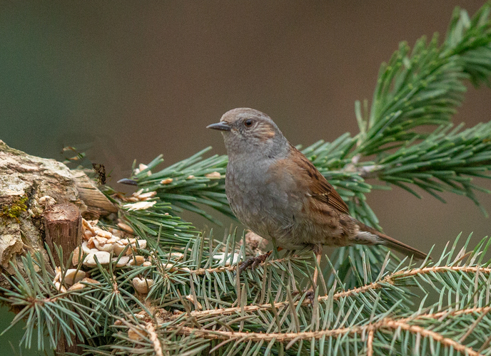 pevuska,prunella modularis,heckenbraunelle