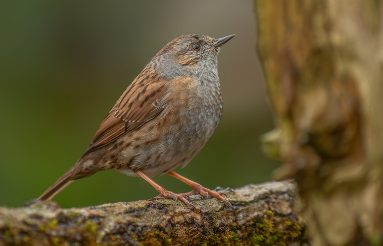 pevuska,prunella modularis,heckenbraunelle