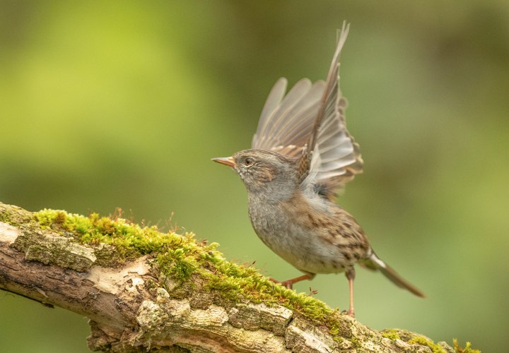 pevuska,prunella modularis,heckenbraunelle