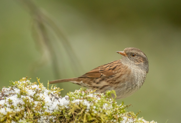 pevuska,prunella modularis,heckenbraunelle
