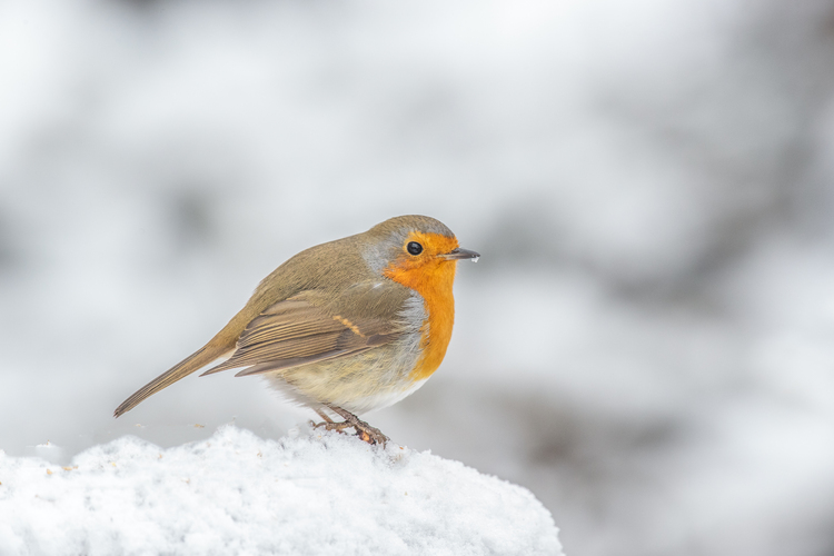 cervenka v zajeti snehu