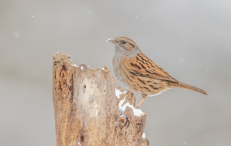 pevuska,prunella modularis,heckenbraunelle