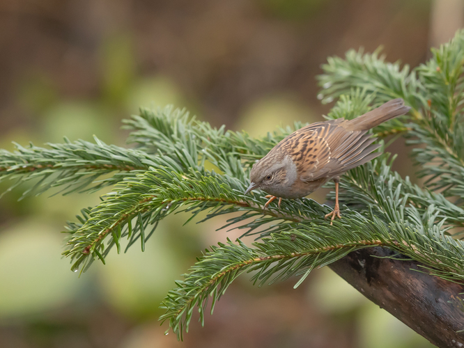 pevuska,prunella modularis,heckenbraunelle