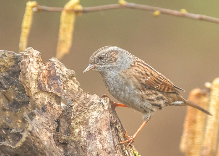 pevuska,prunella modularis,heckenbraunelle