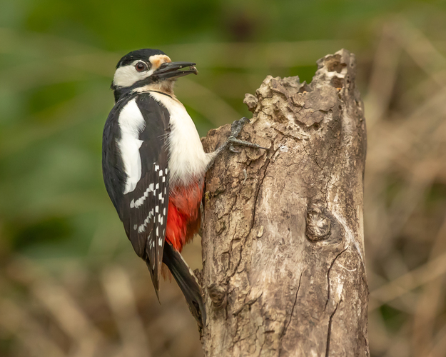 strakapoud velky samicka