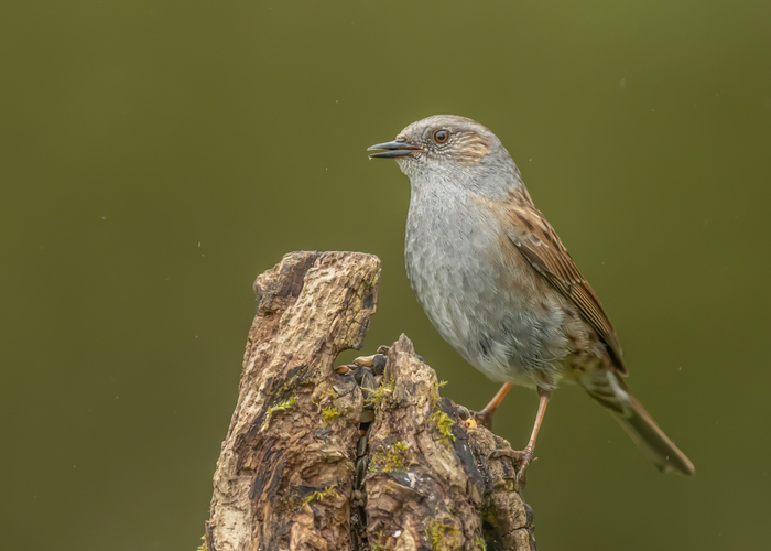 pevuska,prunella modularis,heckenbraunelle
