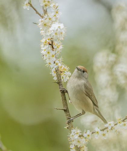 penica ciernohlava-ptak roku 2026