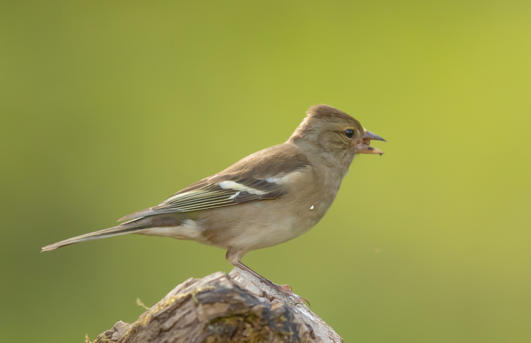 pinka- buchfink samicka