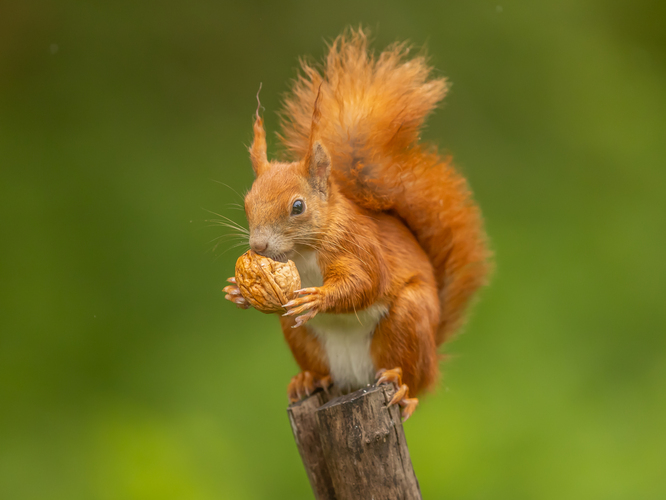 veverka