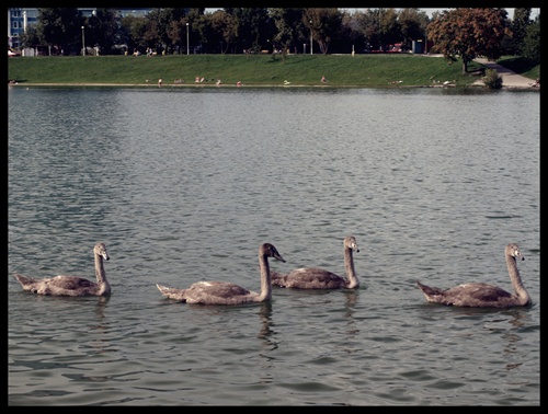 Swan Familly