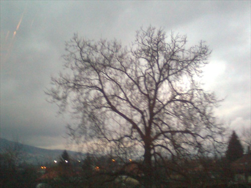 strom v zime