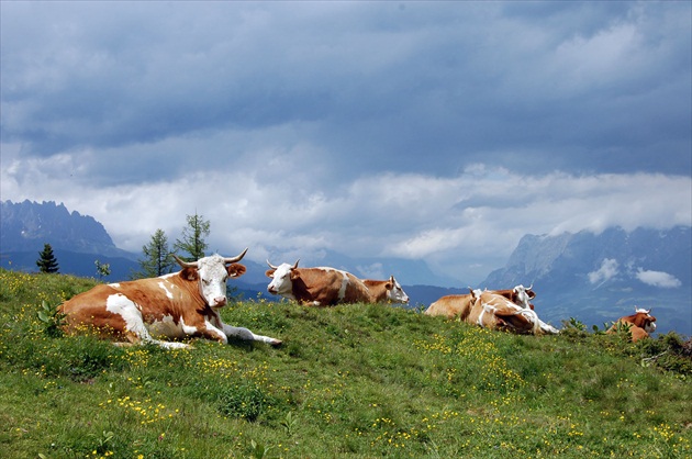 Poobedná siesta v Alpách:)