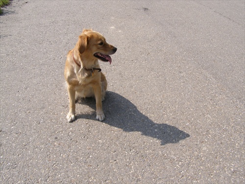 Pes a jeho tieň
