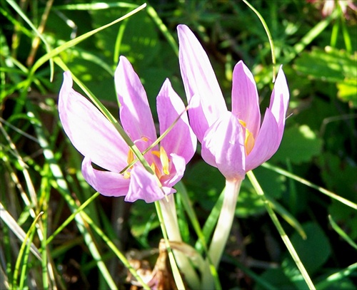 krokusy - dvojičky
