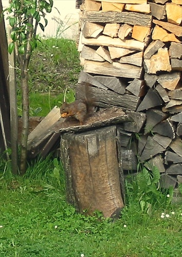 Veverička 2