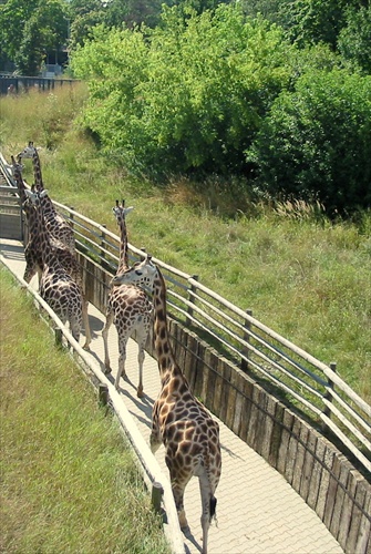 Žirafy na prechádzke