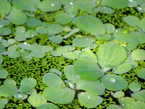 zelené jazierko