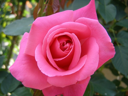 ružová ruža