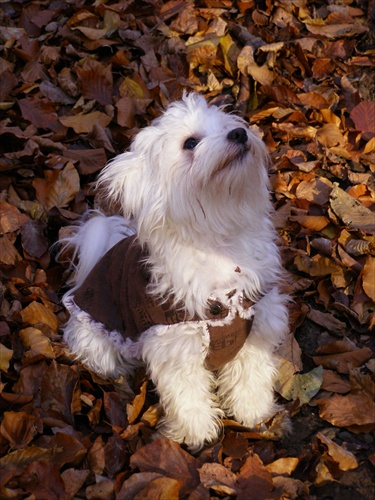 jesenný psík