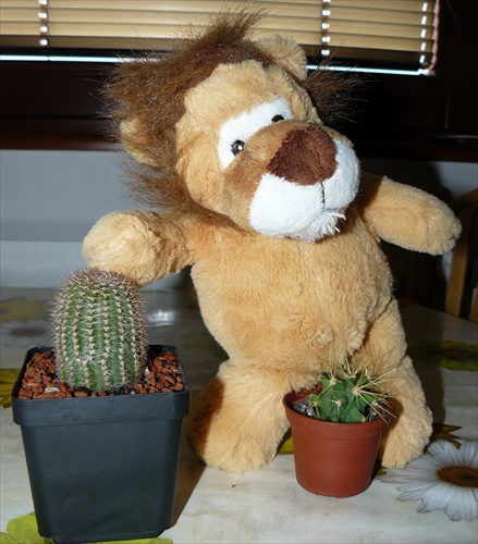 Levík kaktusár
