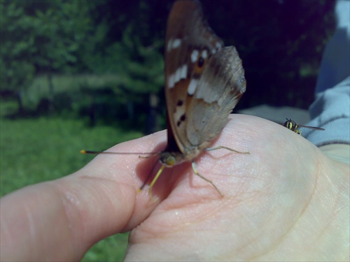 zlatučký motýlik