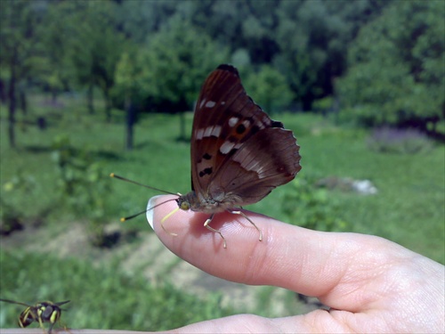 motýľ aj s kamarátkou
