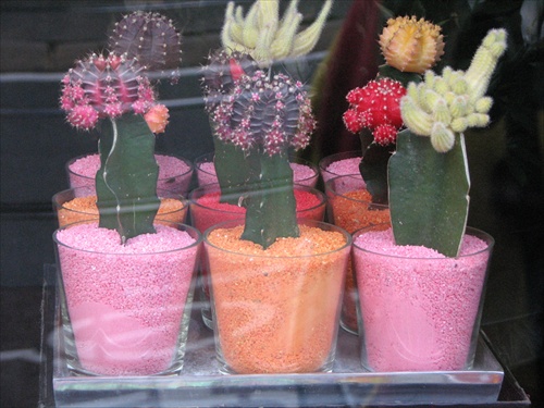 kaktusy v Amsterdame
