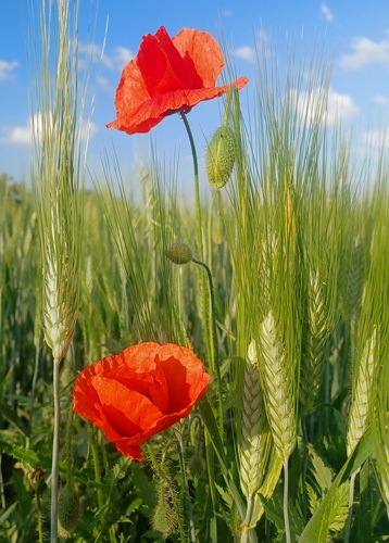 Poľné